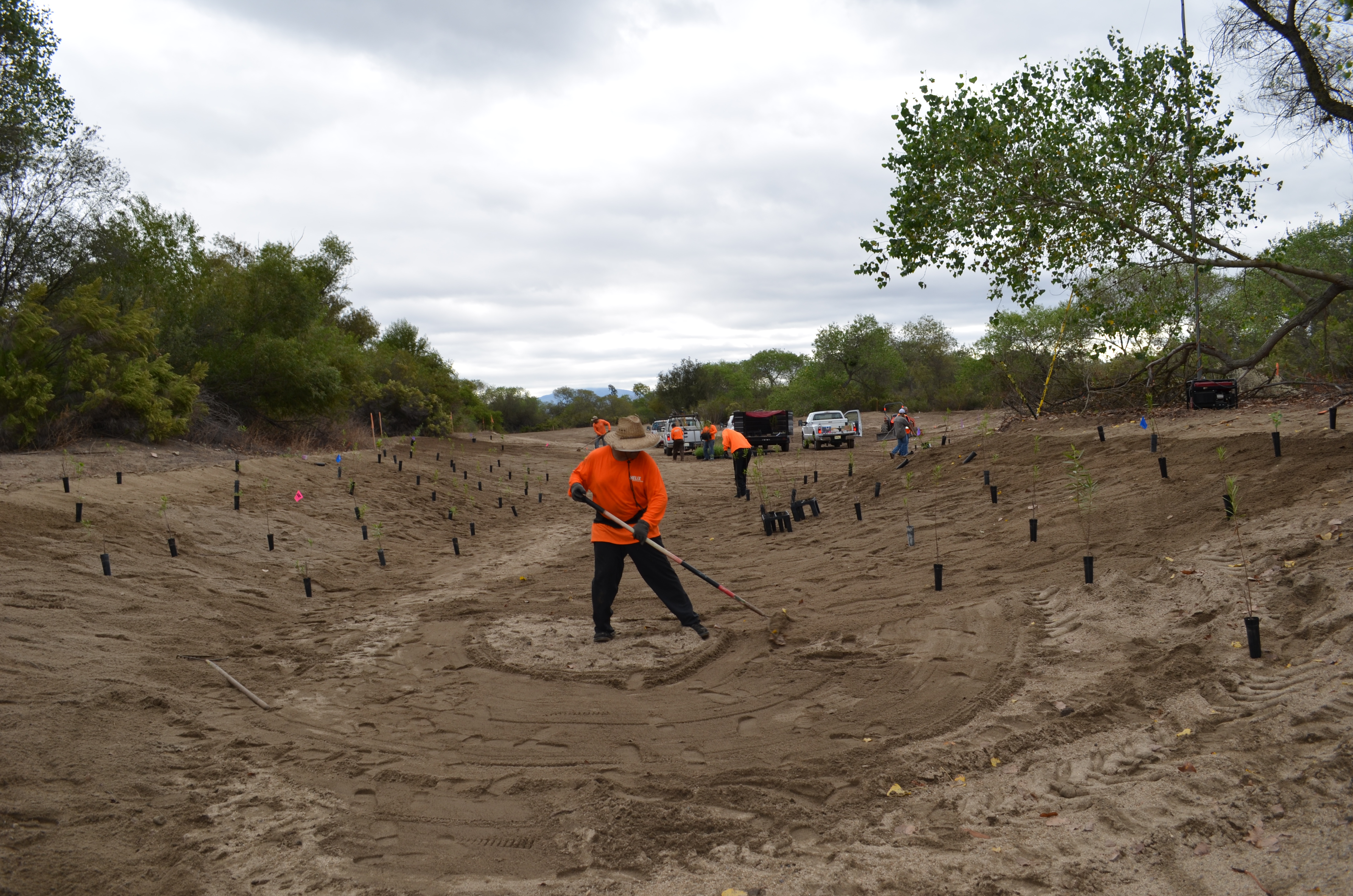 What Is Habitat Restoration