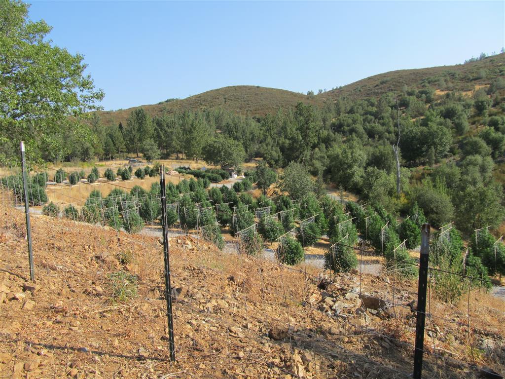 View of California Cannabis Farm