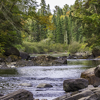 River in Forest