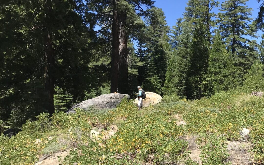 Tuolumne County On-Call Professional Archaeological Services for Forest Stewardship Program